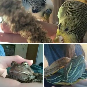 My pets