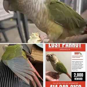 LOST GREEN CHEEK CONURE MILWAUKEE