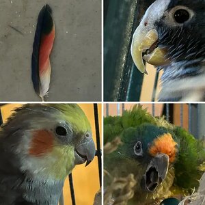 The Birds of Domnijoe