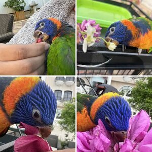 Lorikeets