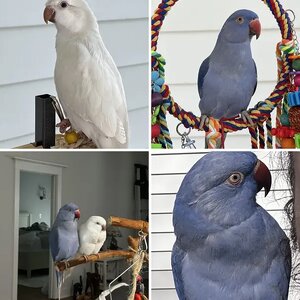 Ringo and Elsa