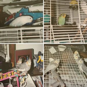 Past Birds at Domnijoe