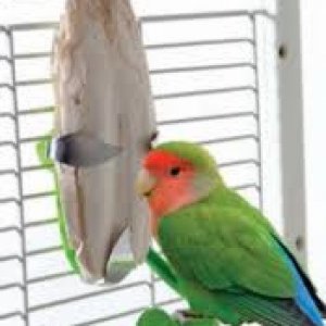Products for Pet Birds