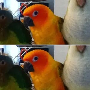 conuremama