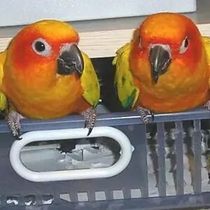 2terrordactyls