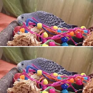 Stephen_birb