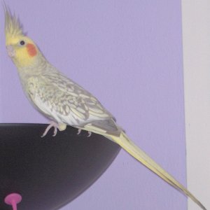Pictures of Misty the cockatiel