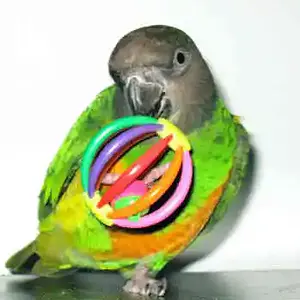 Popsicle Senegal Parrot