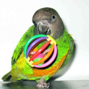 Popsicle Senegal Parrot