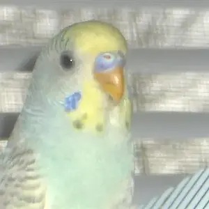Baby
