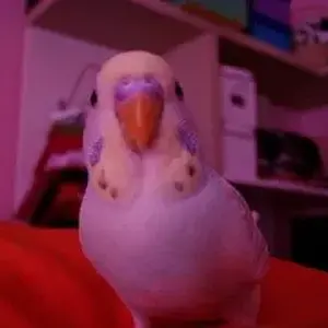 Baby