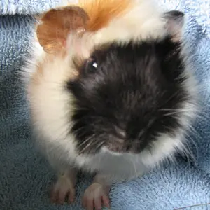 Duncan
