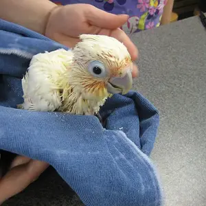our new baby Goffins