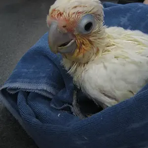 Baby Goffins