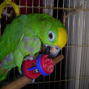 Pheobus's favourite toy...