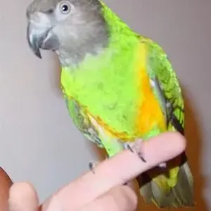 Cecil