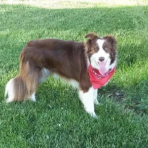 3-Legged Ben