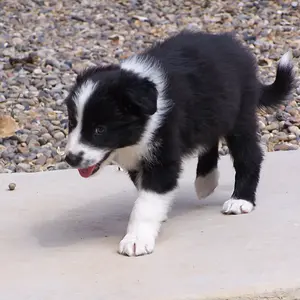 Baby Sethie