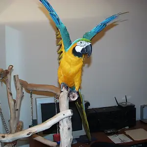 About 2 years old now