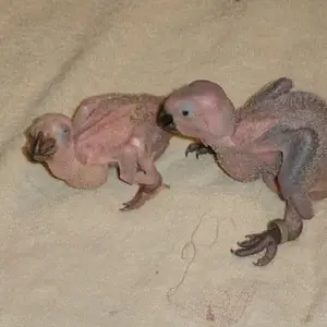 baby greys