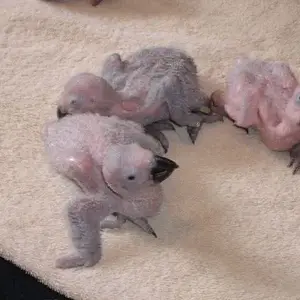 baby greys
