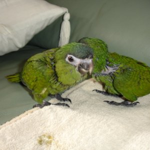 hahns macaws