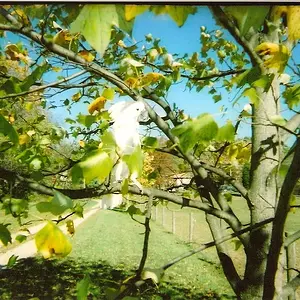 Malley in the tree