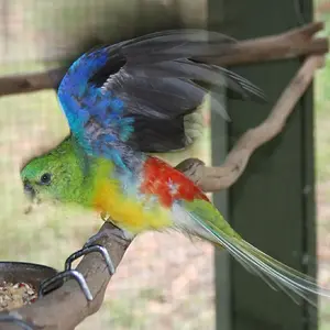 Red Rump Parakeet