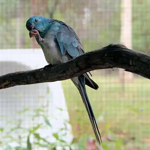 Red Rump Parakeet