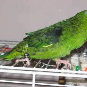Pickles the linnie