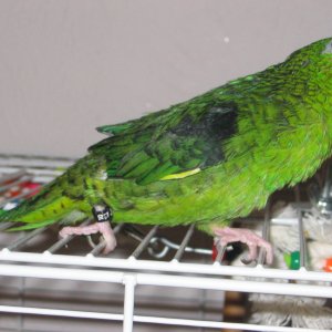 Pickles the linnie