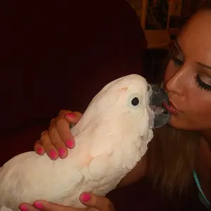 Puffin