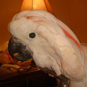 Puffin