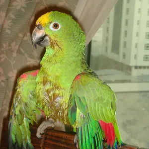 Troogle