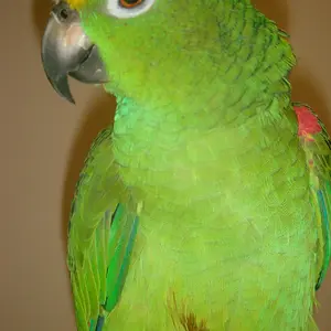 Troogle