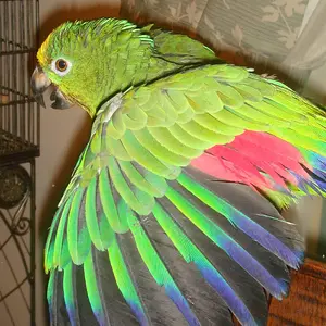 Troogle
