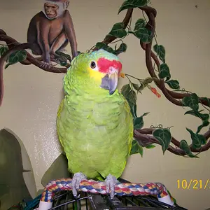 Cayo Red Lored