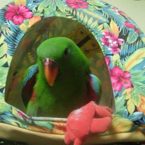Kiwi Eclectus Parrot