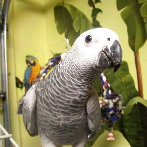 Roxanne African Grey