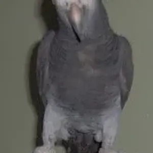 Media 'Einstein' in category 'Congo & Timneh Greys'