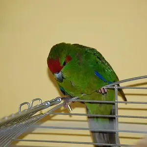 Can Anyone Tell Me The Breed