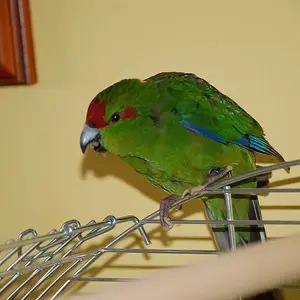 Can Anyone Tell Me The Breed
