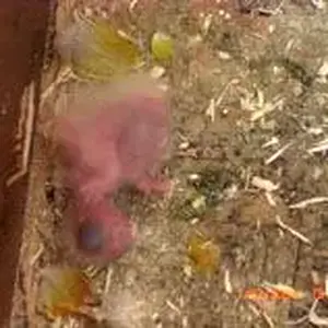 Nebekenezer, A Few Hours Old