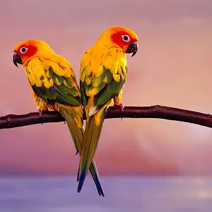 Sun Conure Parrots