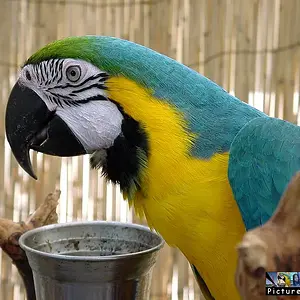 Bird Parrot 3d0e Wp