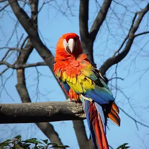 Colorful Parrot Wallpaper