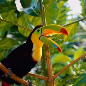 Exotic Parrot Wallpaper