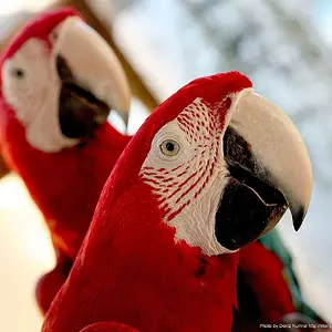 Langkawi Parrots Wallpaper 2 1280x1024