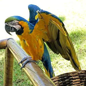 Parrot 5