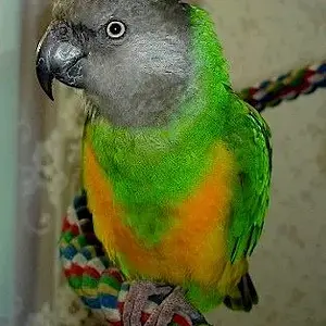 Parsley - Senegal Parrot